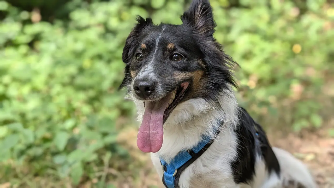 Individuele hondenuitlaatservice Lelystad - Alfie