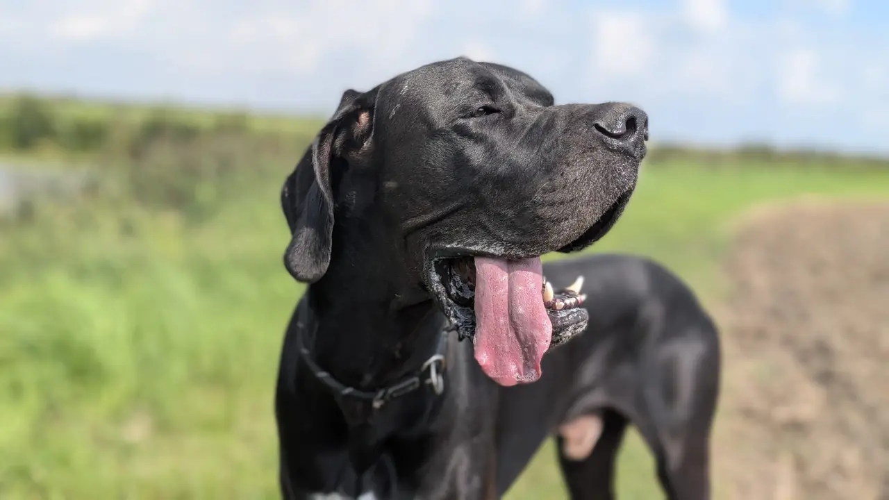 Individuele hondenuitlaatservice Biddinghuizen - Amigo