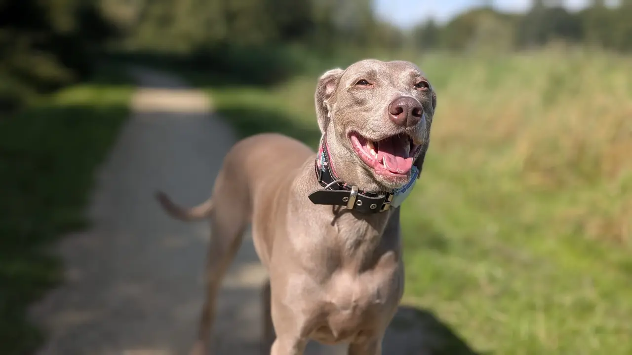Individuele hondenuitlaatservice Biddinghuizen - Bella