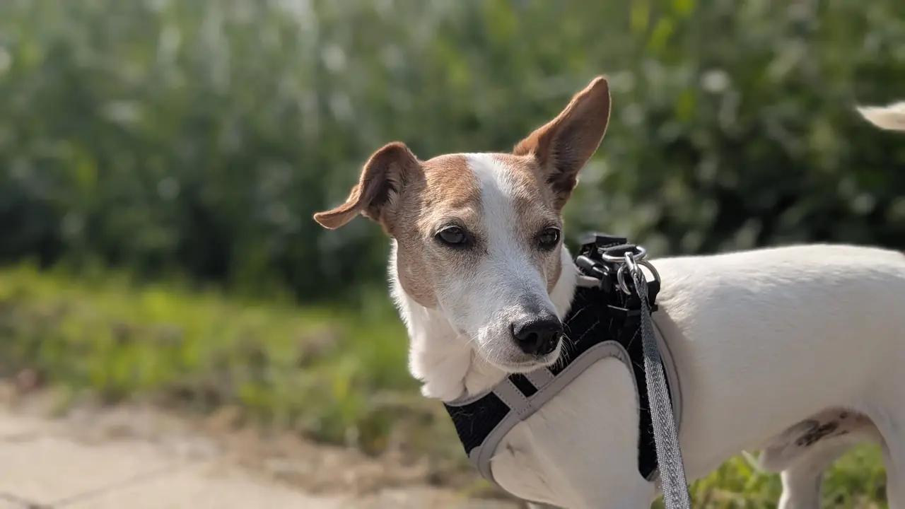 Individuele hondenuitlaatservice Lelystad - Binck