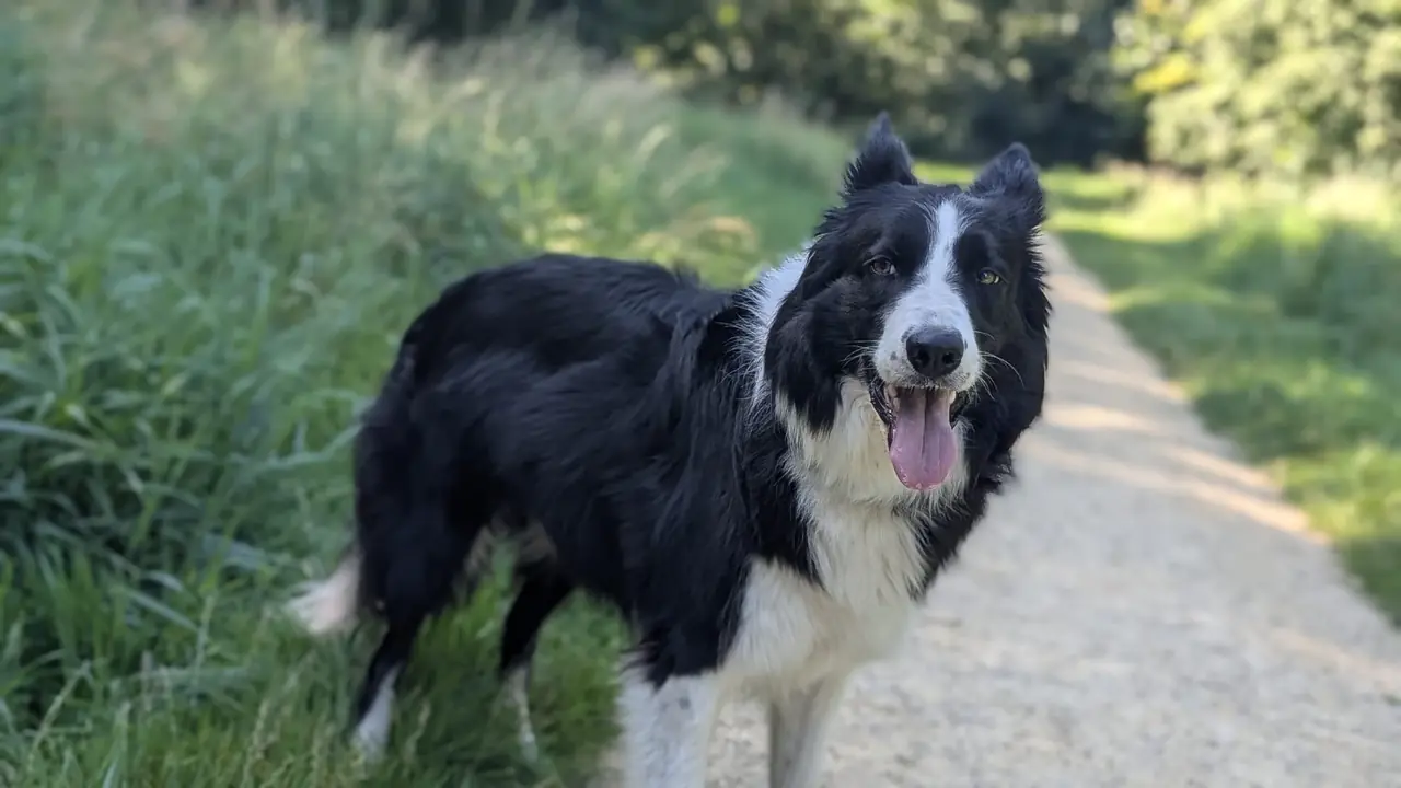 Individuele hondenuitlaatservice Dronten - Boy