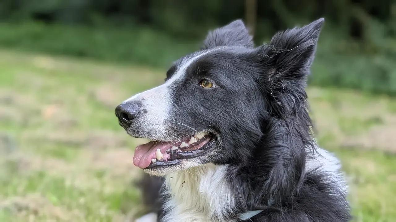 Individuele hondenuitlaatservice Swifterbant - Boy