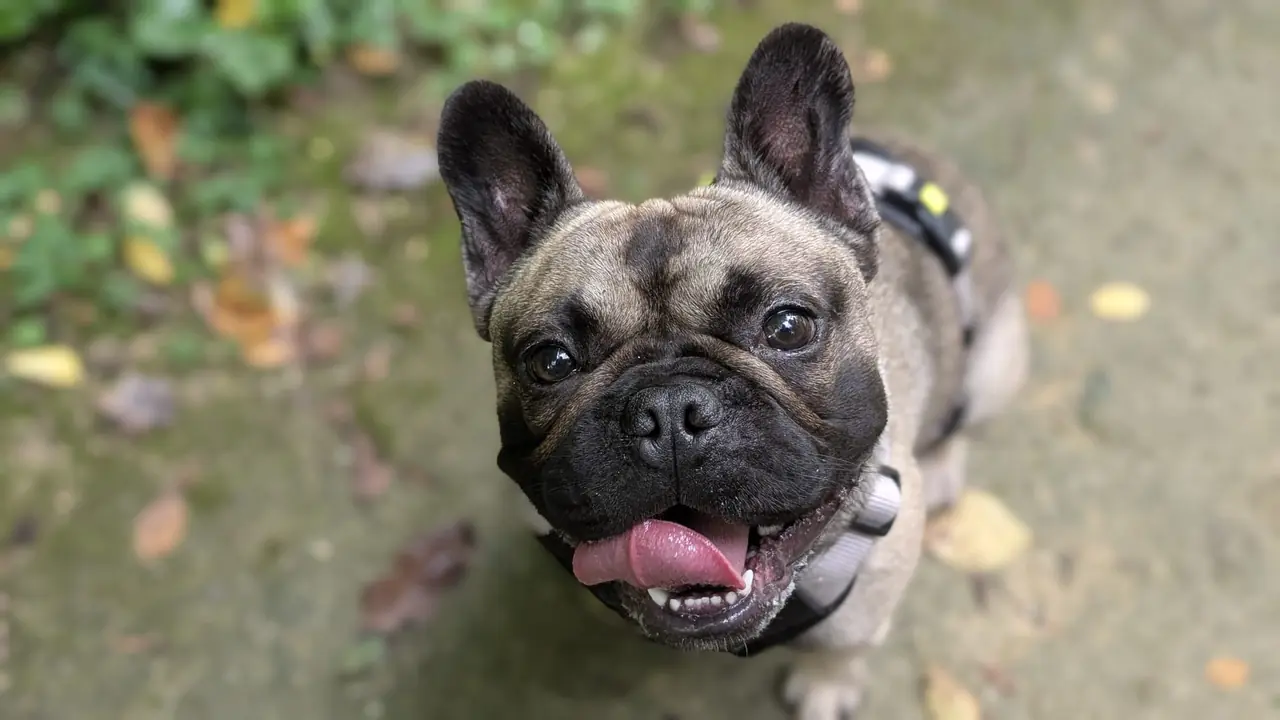 Individuele hondenuitlaatservice Swifterbant - Bram