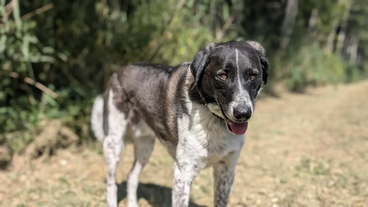 Individuele hondenuitlaatservice Biddinghuizen - Buddy