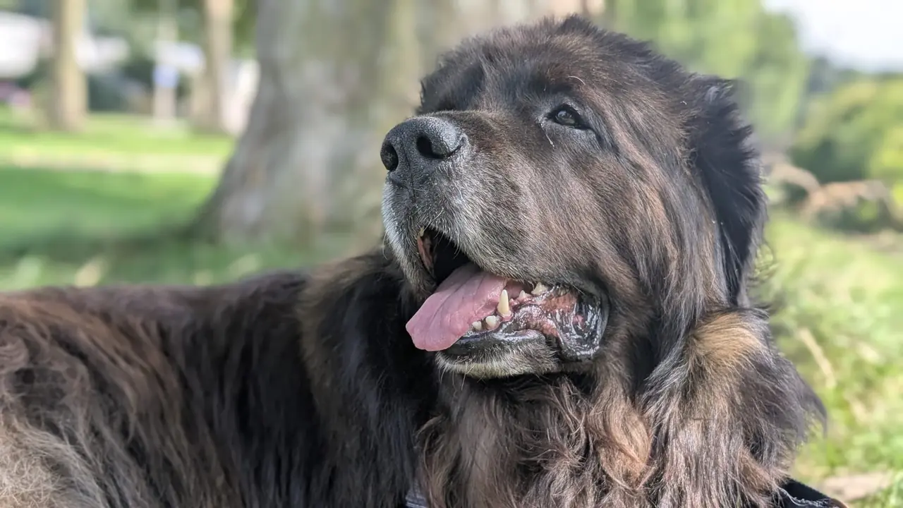 Individuele hondenuitlaatservice Lelystad - Draco