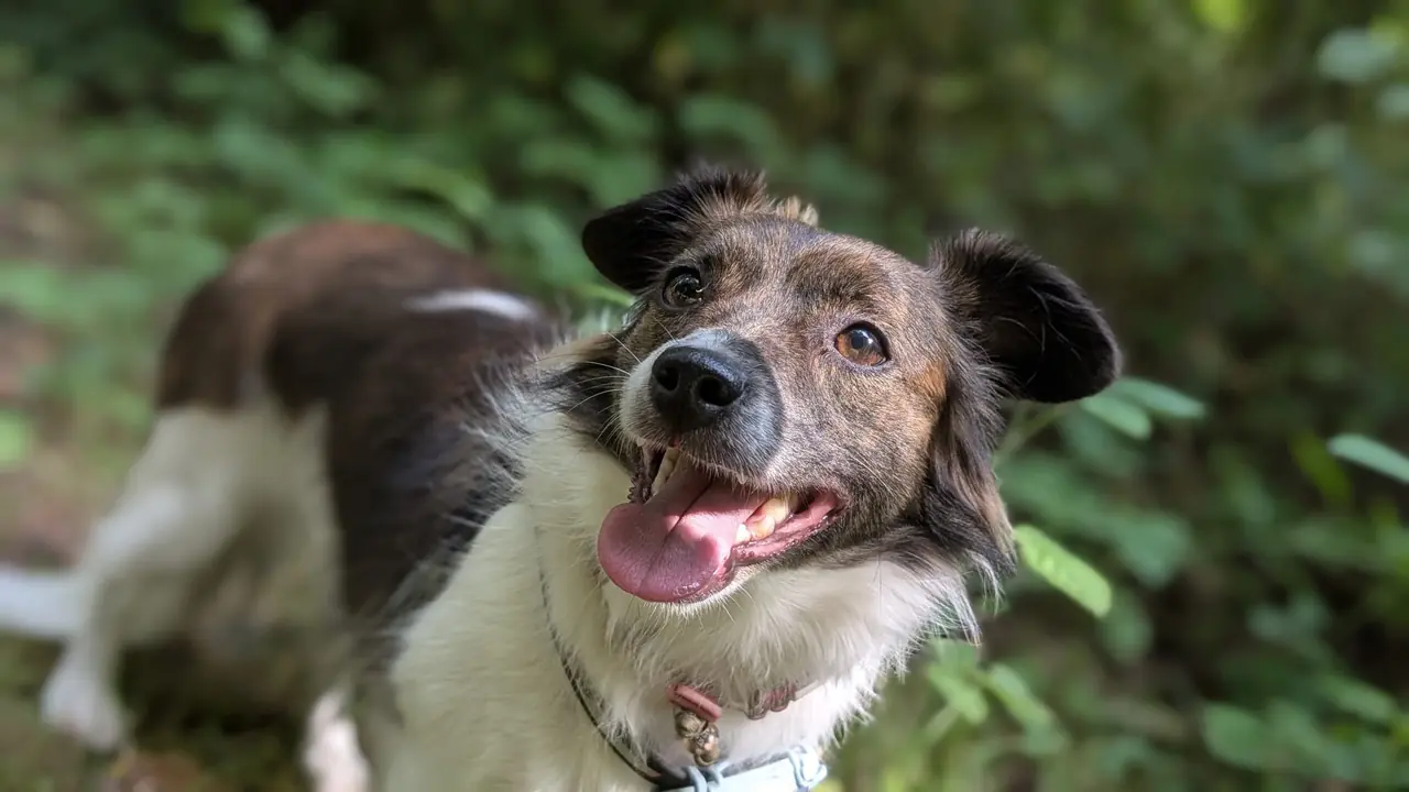 Individuele hondenuitlaatservice Dronten - Ivy