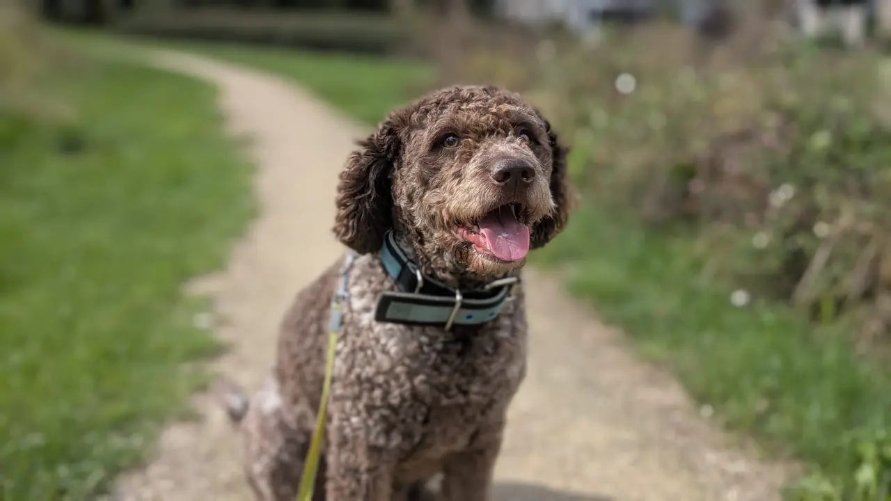 Individuele hondenuitlaatservice Dronten - Jip