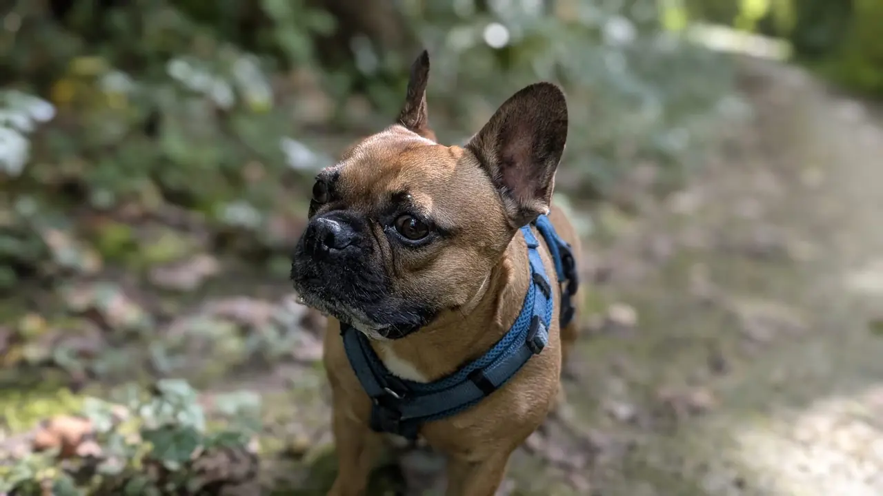 Individuele hondenuitlaatservice Dronten - Leo