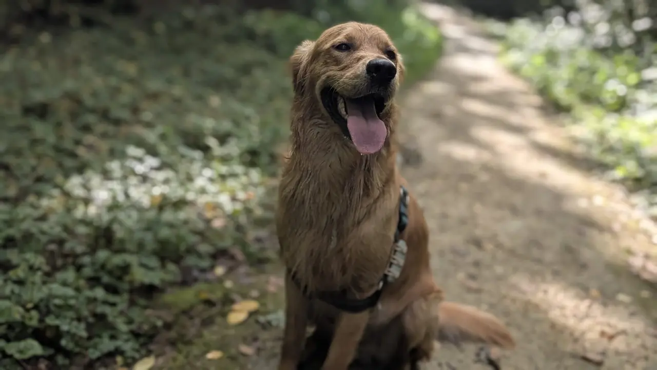 Individuele hondenuitlaatservice Biddinghuizen - Miles