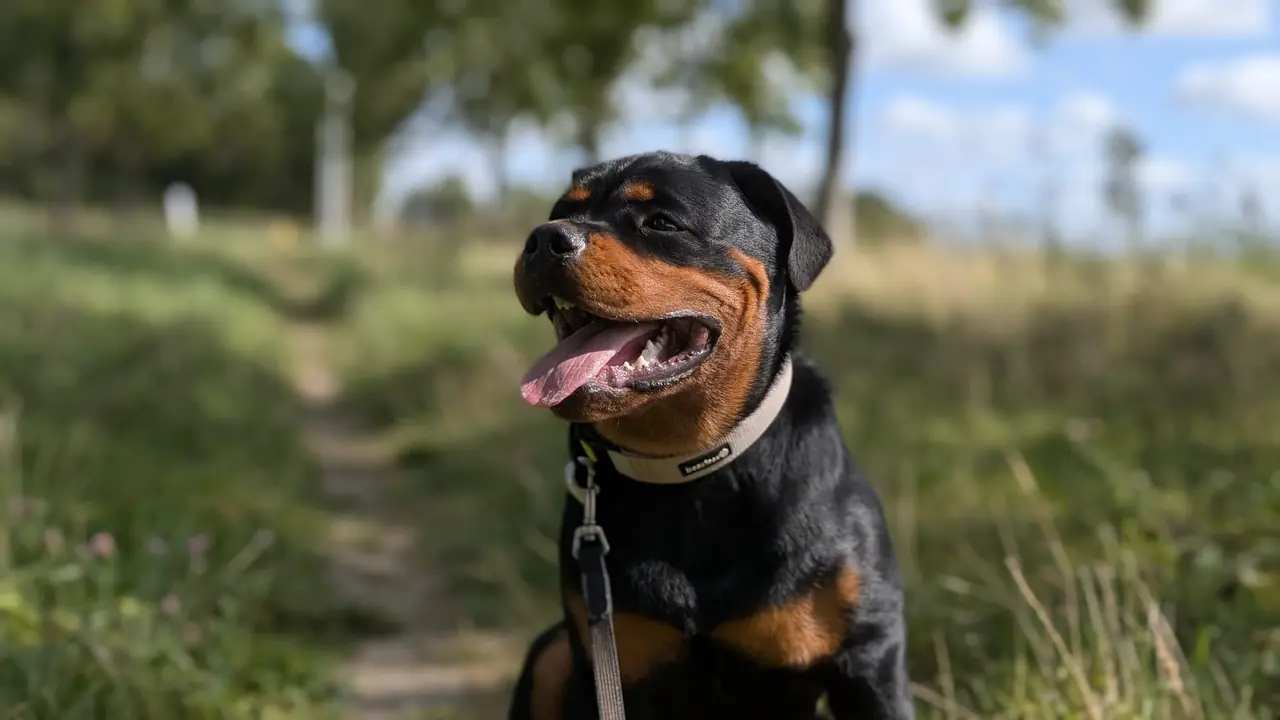 Individuele hondenuitlaatservice Biddinghuizen - Millie