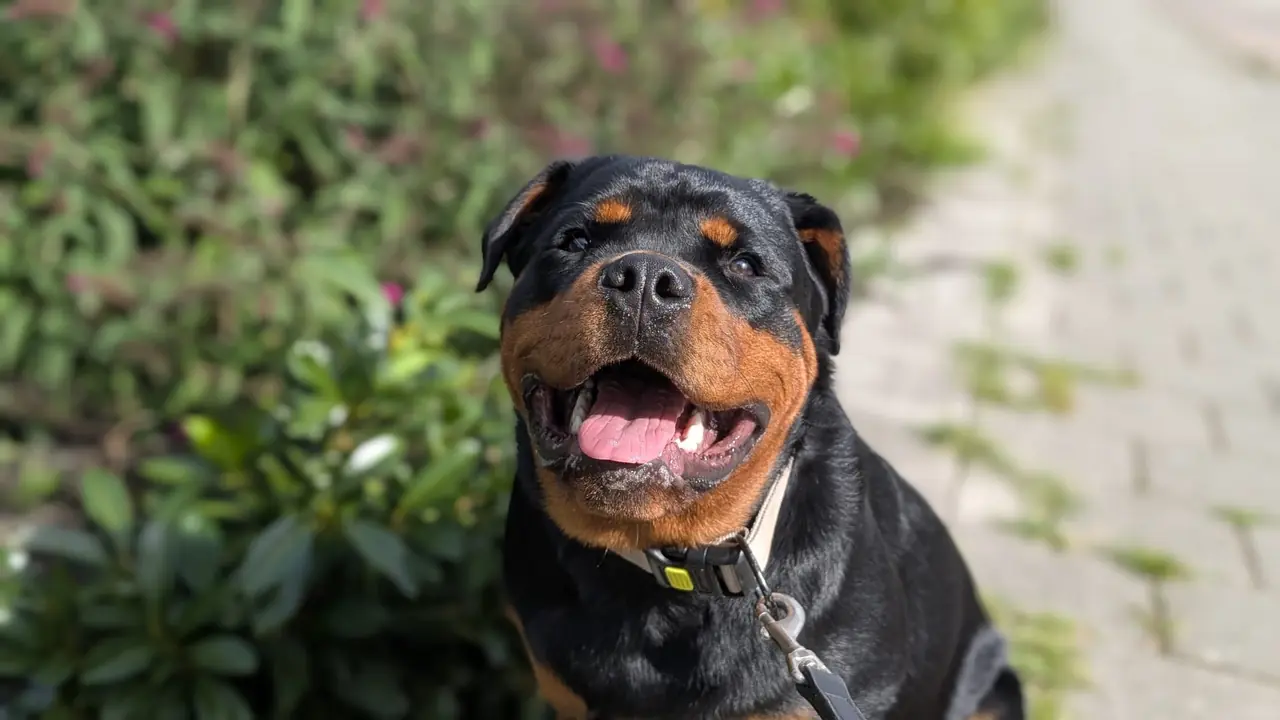 Individuele hondenuitlaatservice Lelystad - Millie