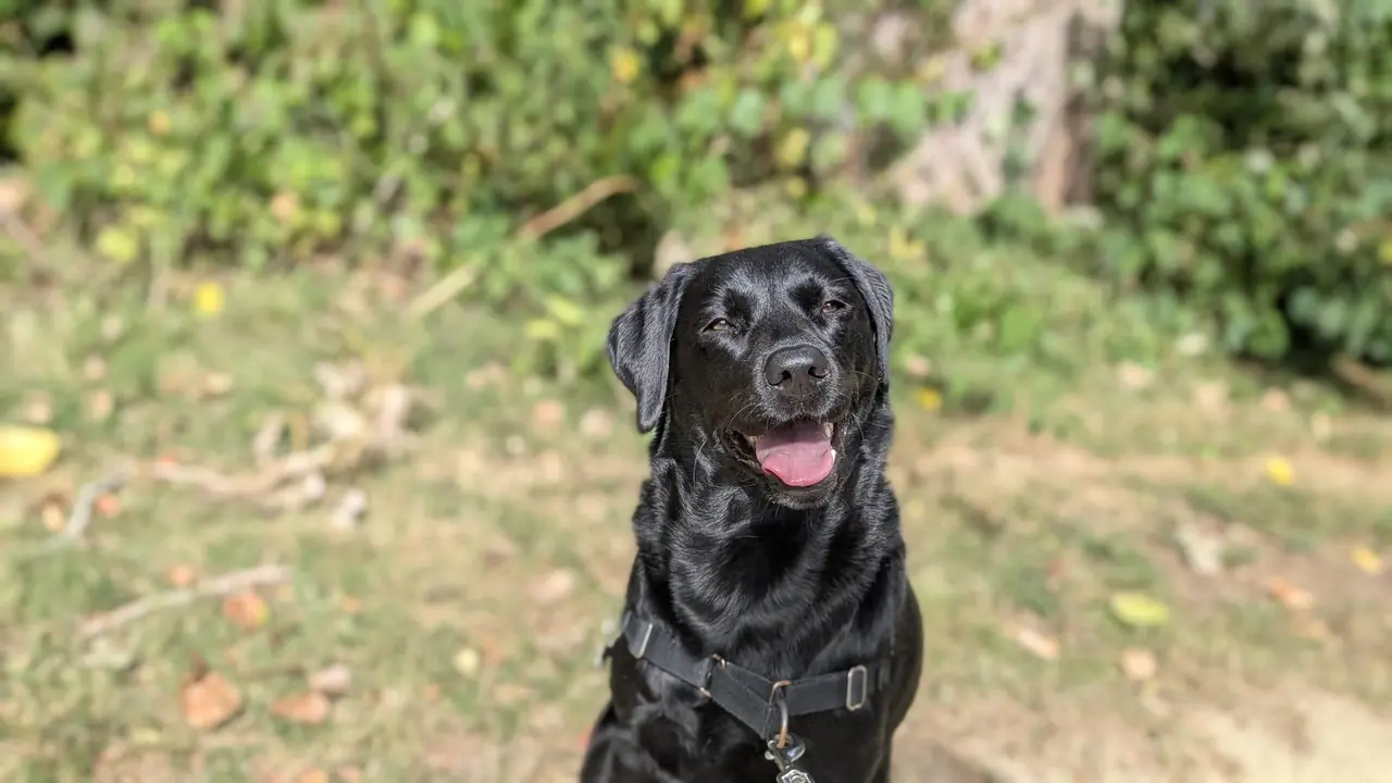 Individuele hondenuitlaatservice Lelystad - Nala