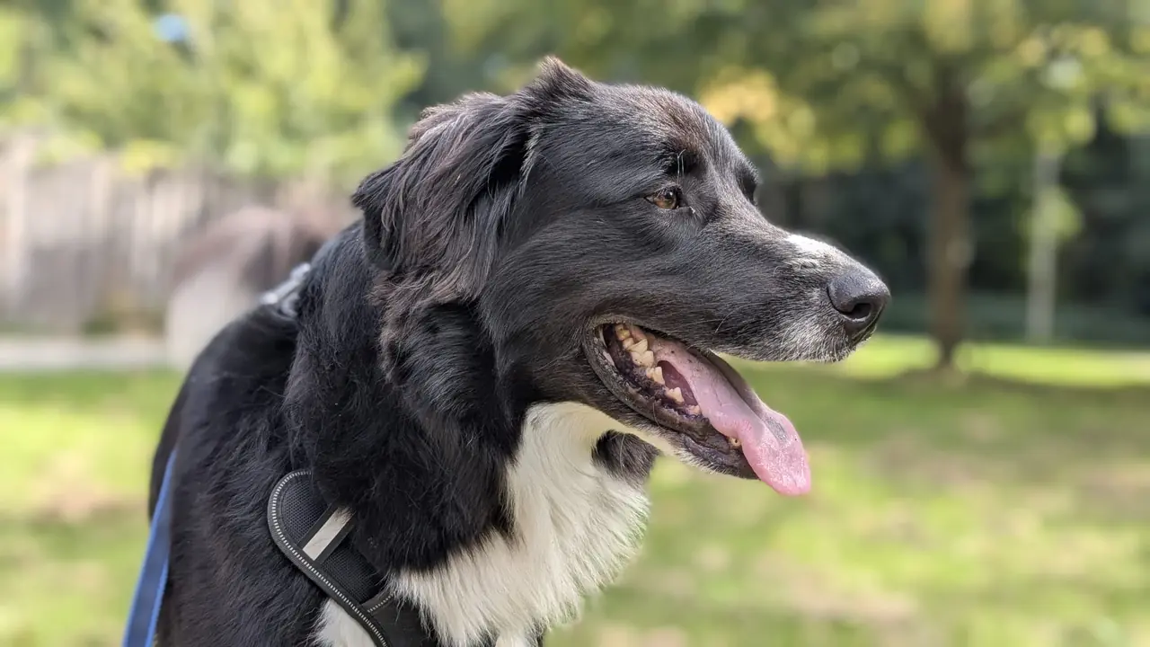 Individuele hondenuitlaatservice Dronten - Ollie