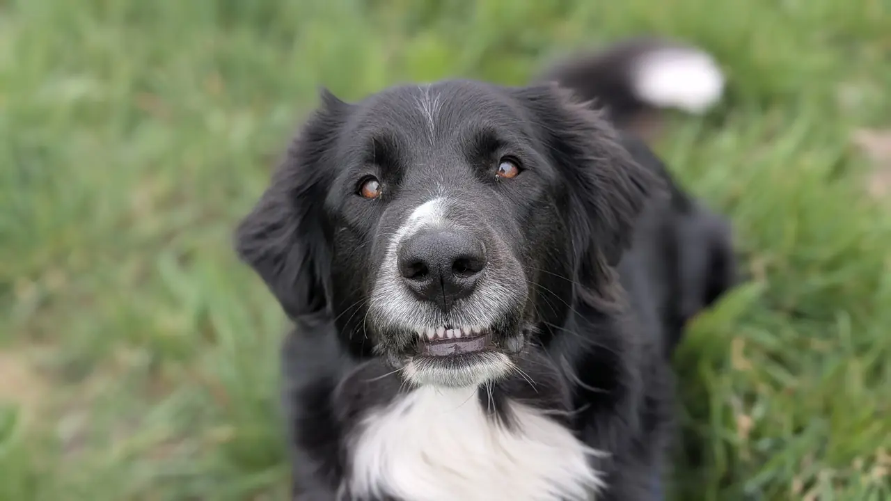 Hondenuitlaatservice Swifterbant - Ollie