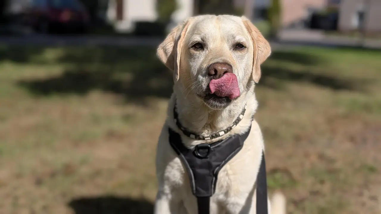 Individuele hondenuitlaatservice Swifterbant - Sebas