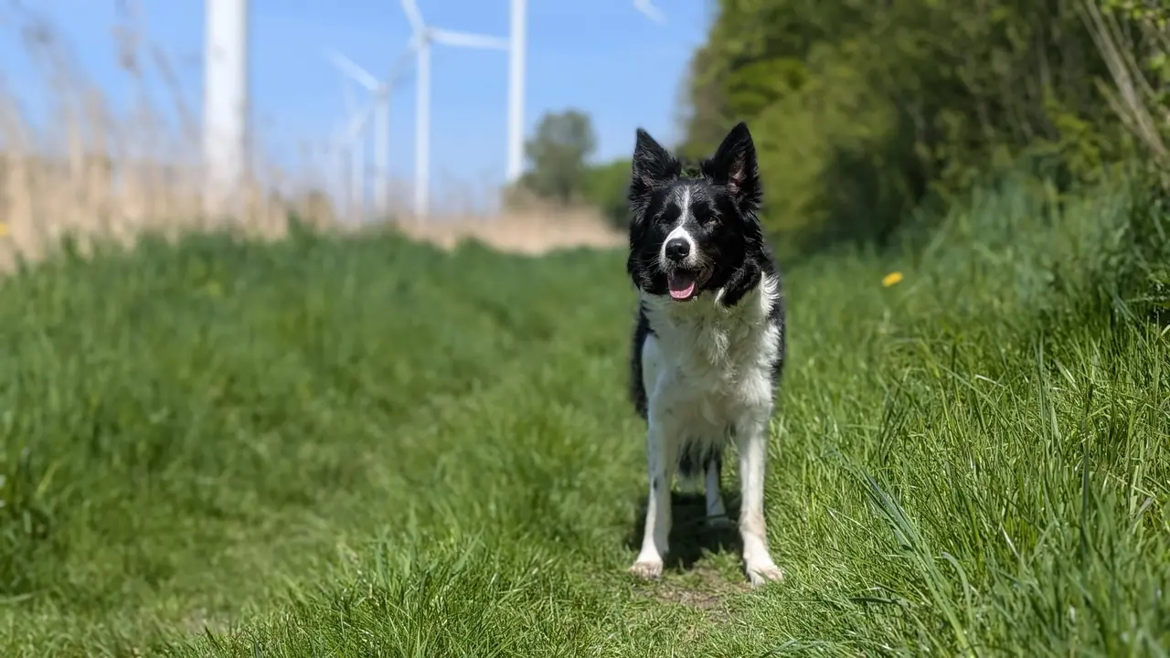 Individuele hondenuitlaatservice Swifterbant - Yuna