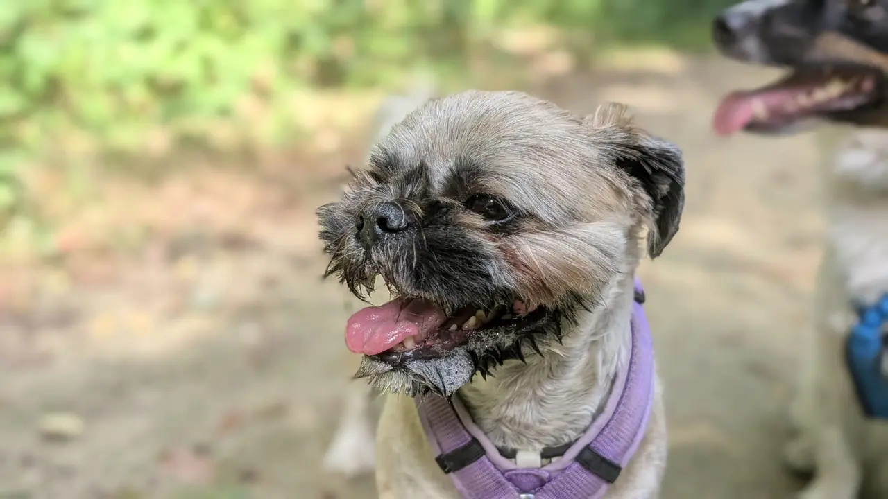 Individuele hondenuitlaatservice Swifterbant - Ziva