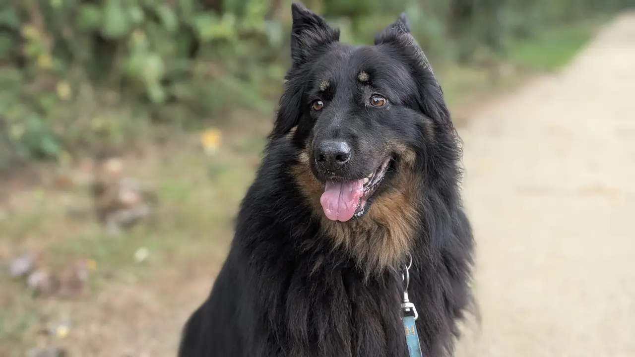 Individuele hondenuitlaatservice Lelystad - Bo